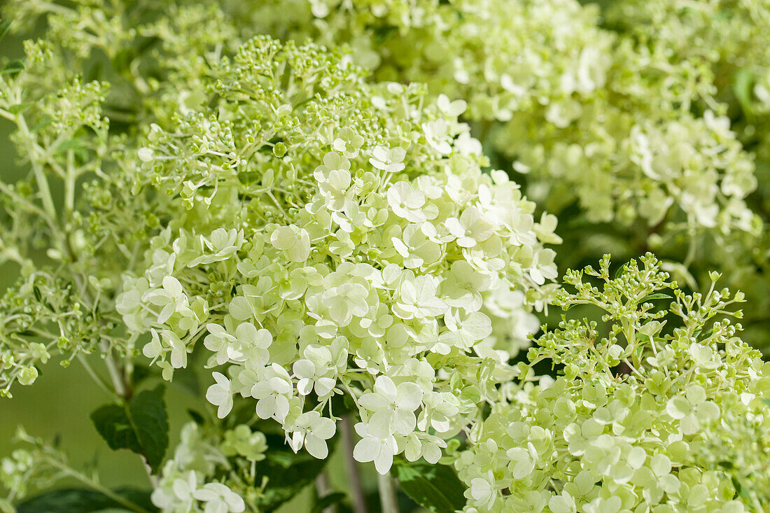 Hydrangea paniculata