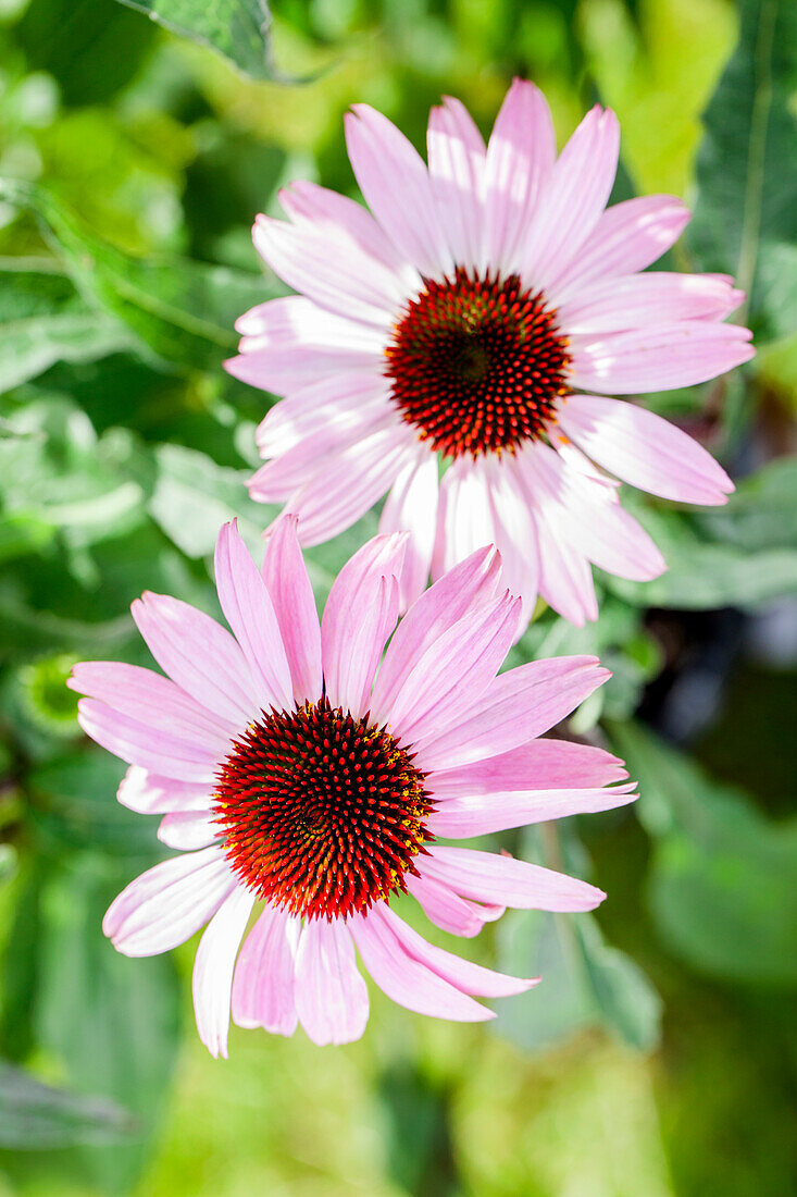 Echinacea purpurea