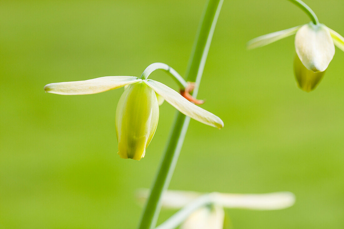 Albuca spiralis