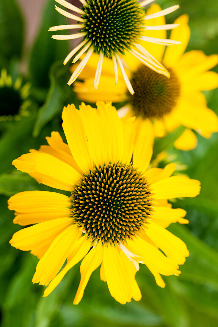 Echinacea purpurea, yellow