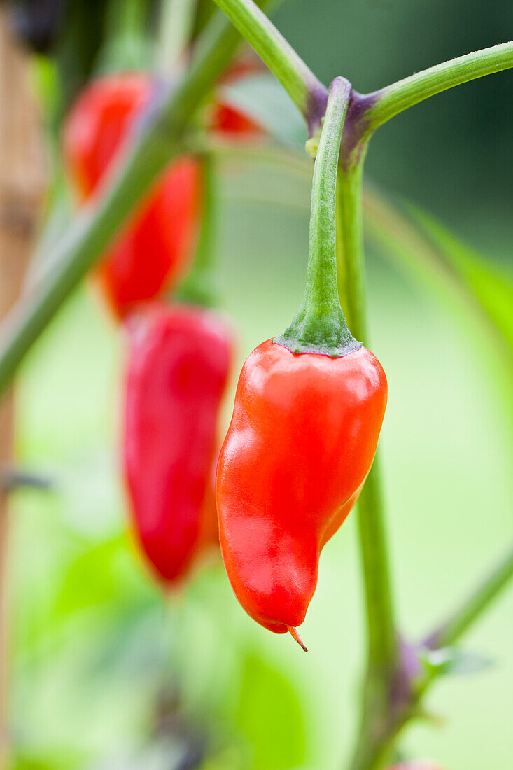 Capsicum annuum