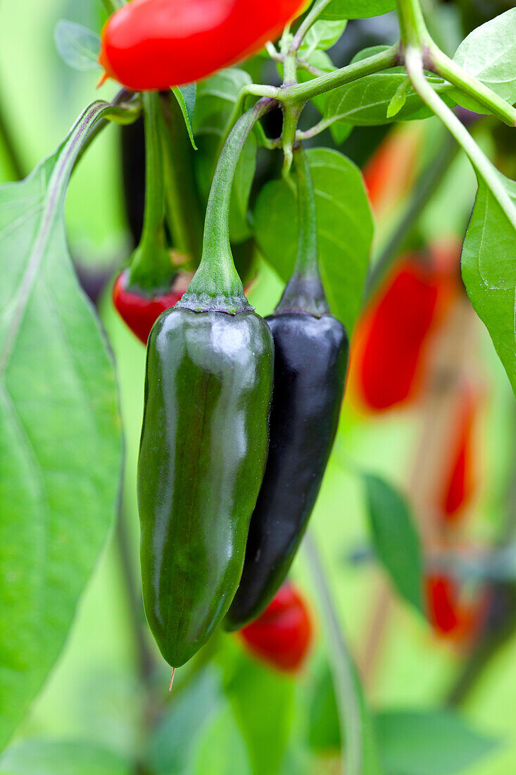 Capsicum annuum