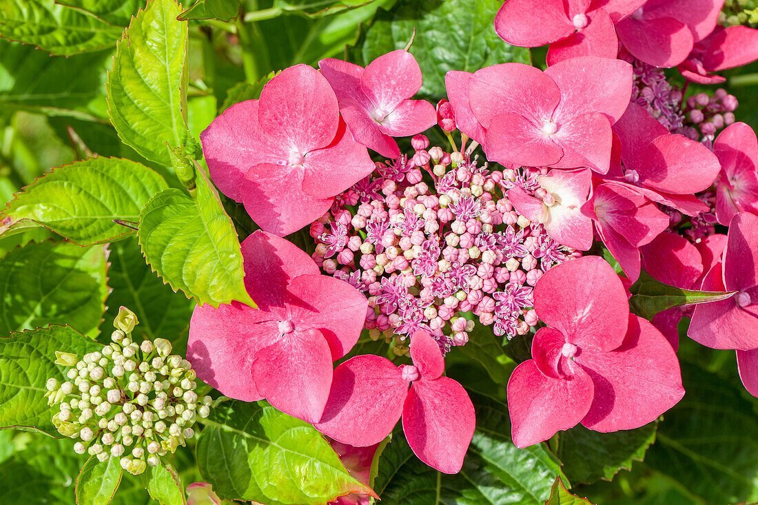 Hydrangea macrophylla, rosa Tellerblüten