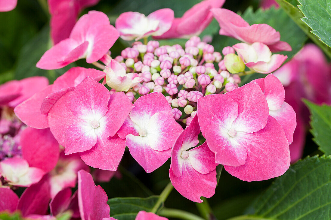 Hydrangea macrophylla 'Cardinal