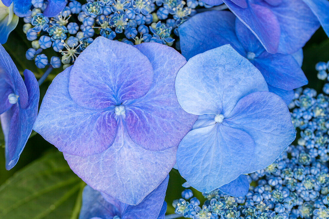 Hydrangea macrophylla 'Blaumeise' (Blue Tit)