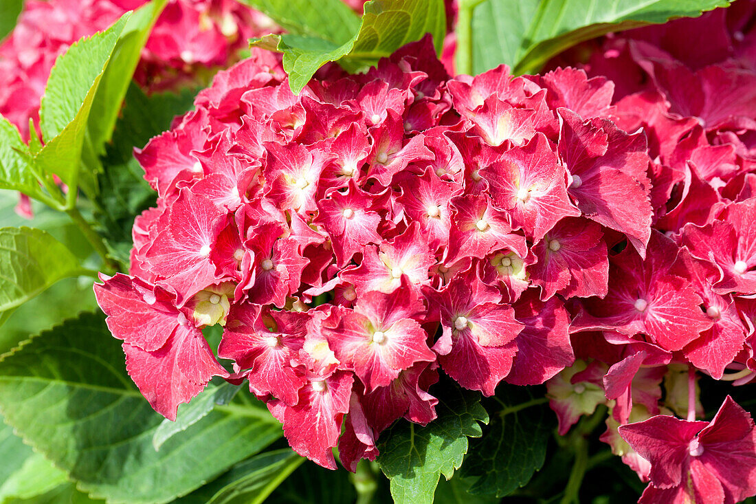 Hydrangea macrophylla, red