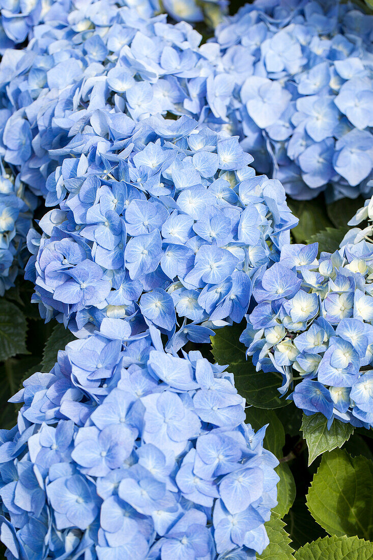 Hydrangea macrophylla, blau