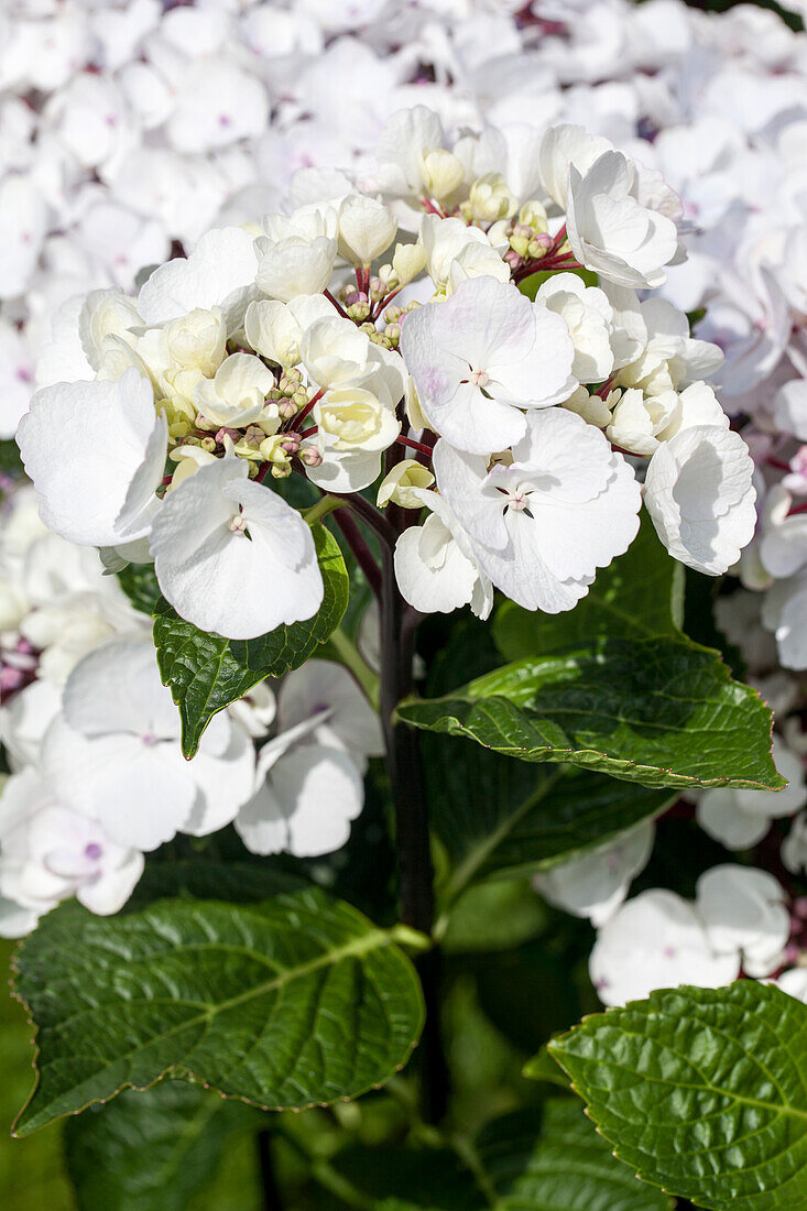 Hydrangea macrophylla, weiß