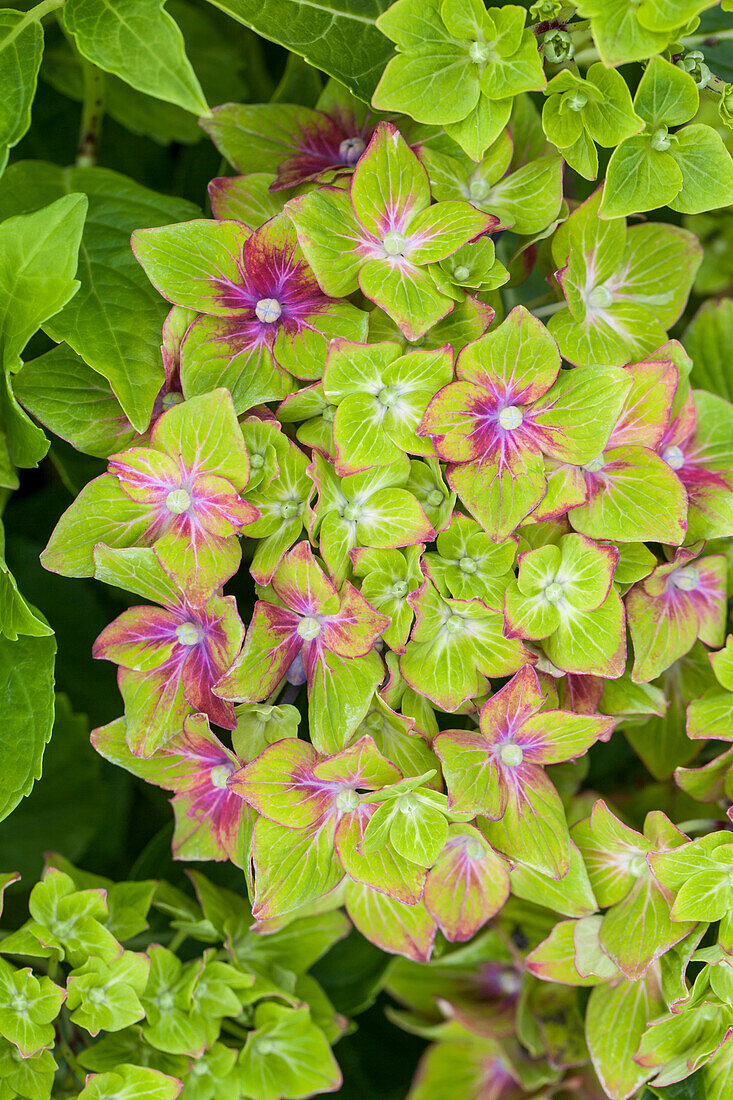 Hydrangea macrophylla 'Saxon® Wackerbarth Castle, Horwack(s)'