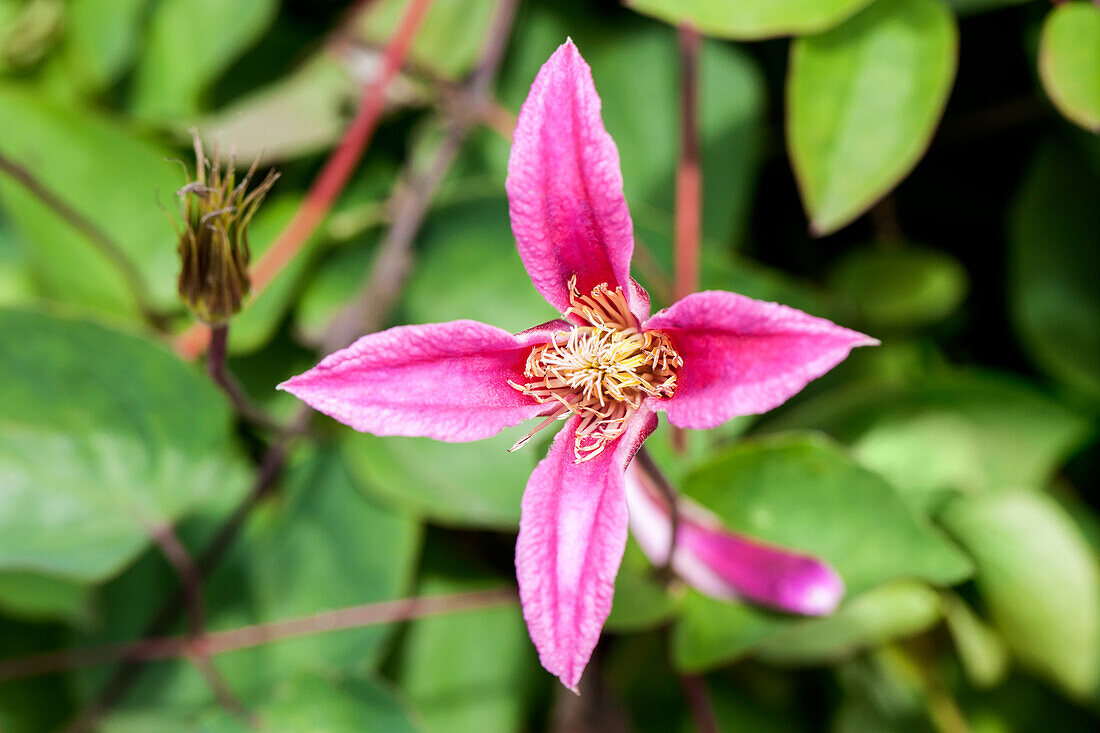 Clematis texensis 'Princess Diana'