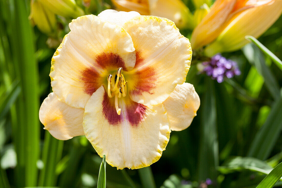 Hemerocallis