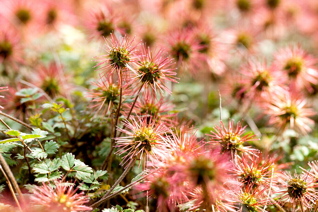 Acaena microphylla