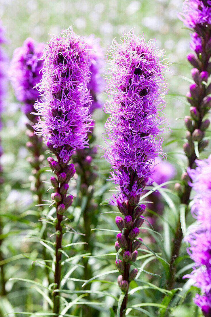 Liatris spicata 'Kobold'