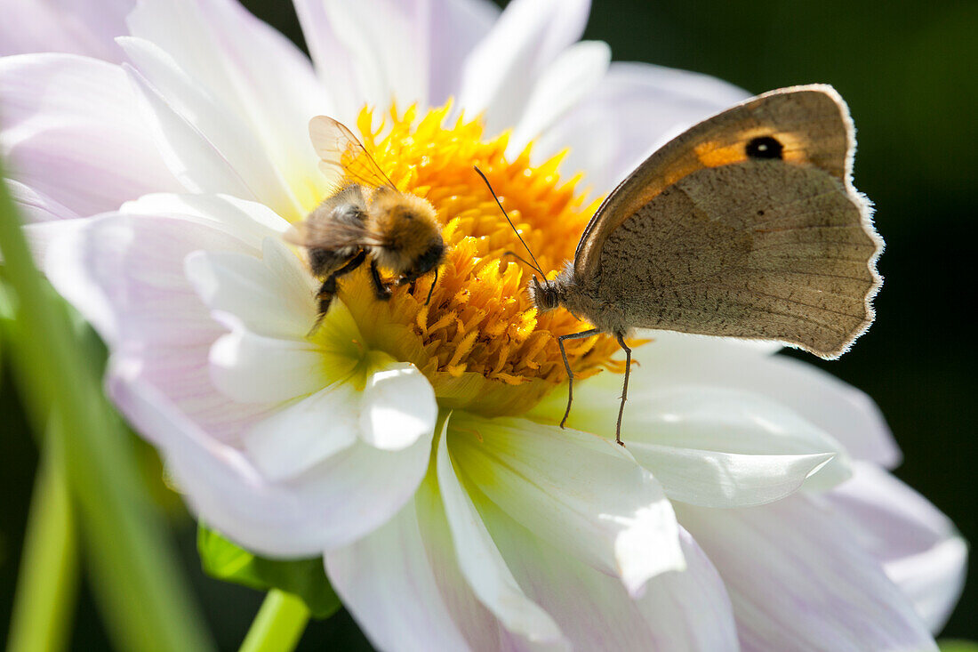 Butterfly and bee