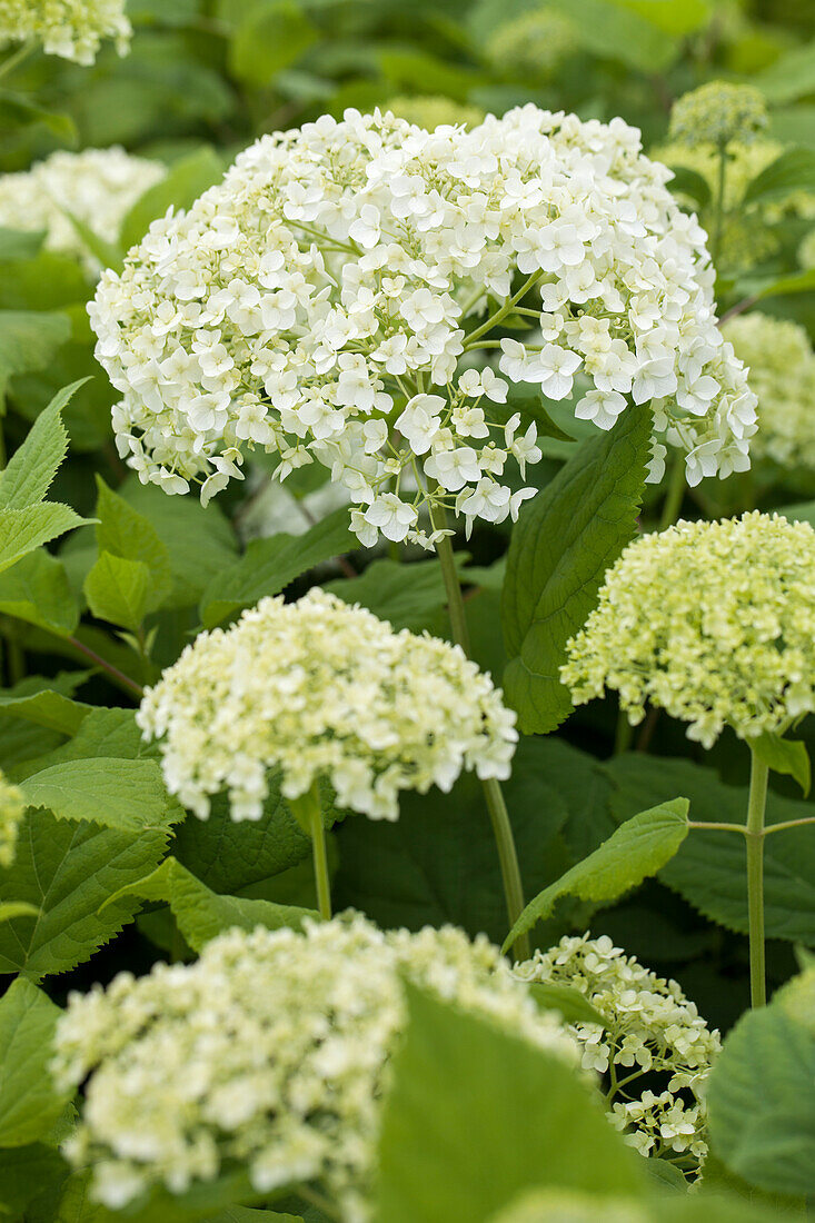 Hydrangea arborescens