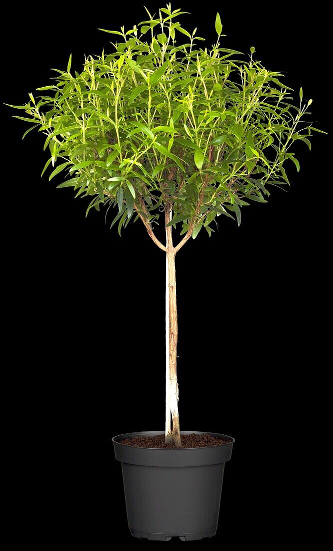 Myrtus communis, stem