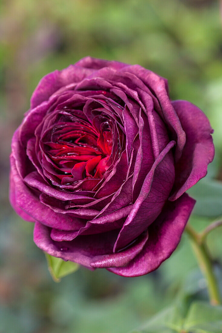 Rosa 'Astrid Countess von Hardenberg'®