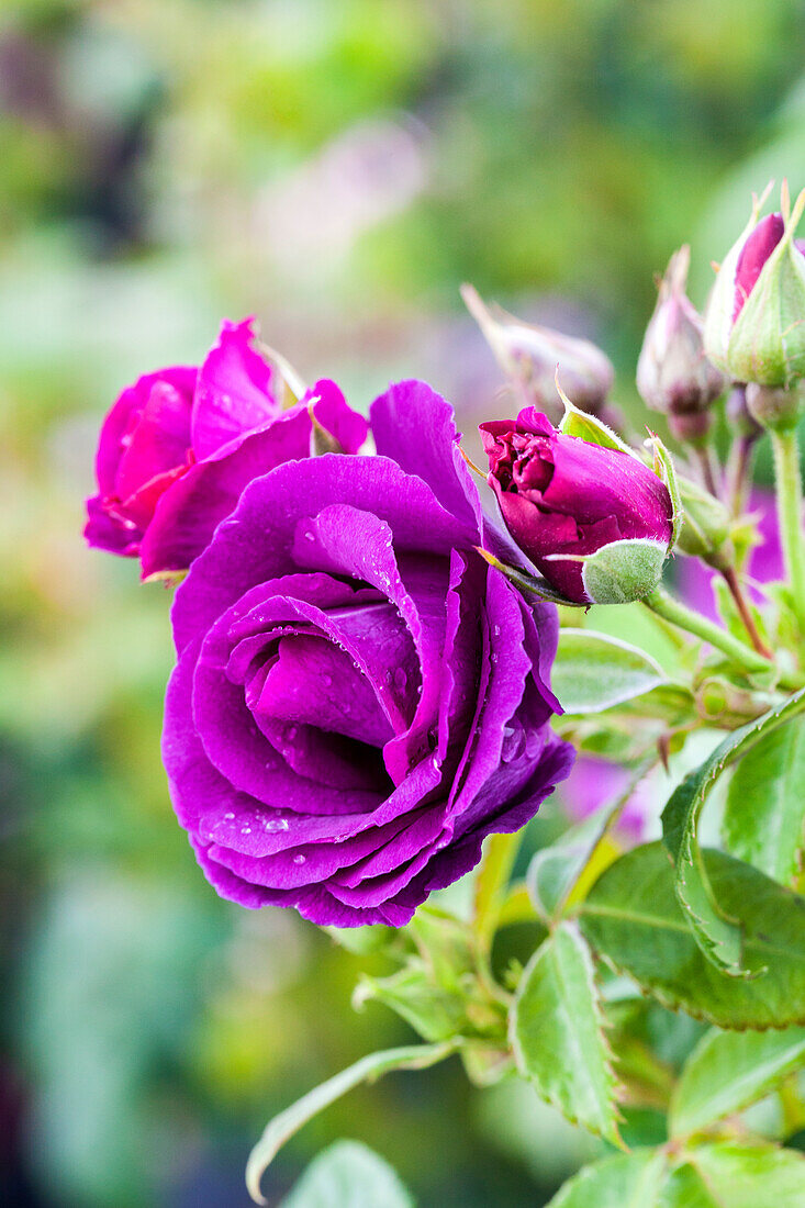 Rosa 'Rhapsody in Blue'