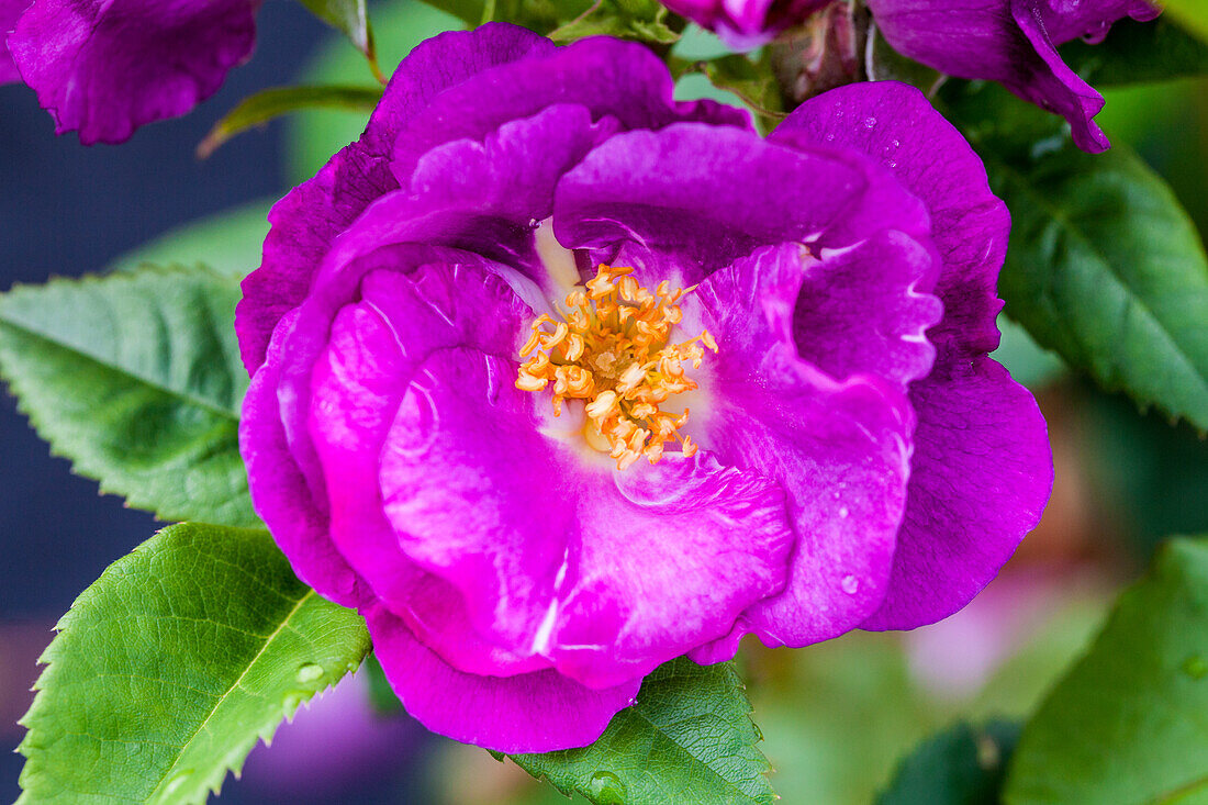 Rosa 'Rhapsody in Blue