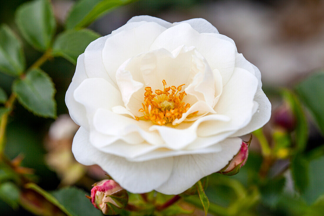 Rosa 'Innocencia'®