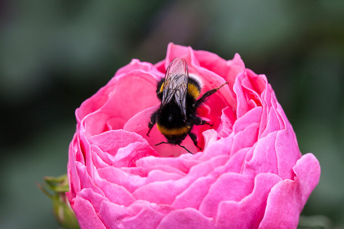 Rosa 'Pomponella'®