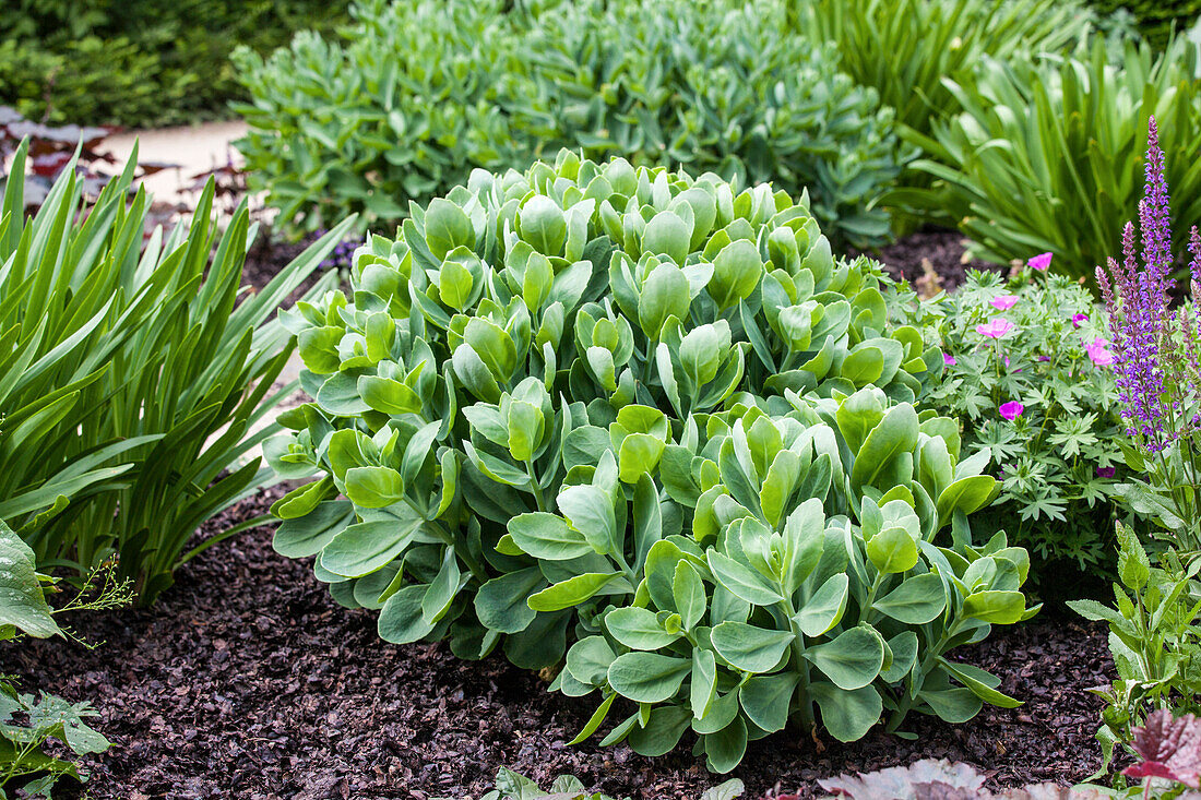 Sedum telephium