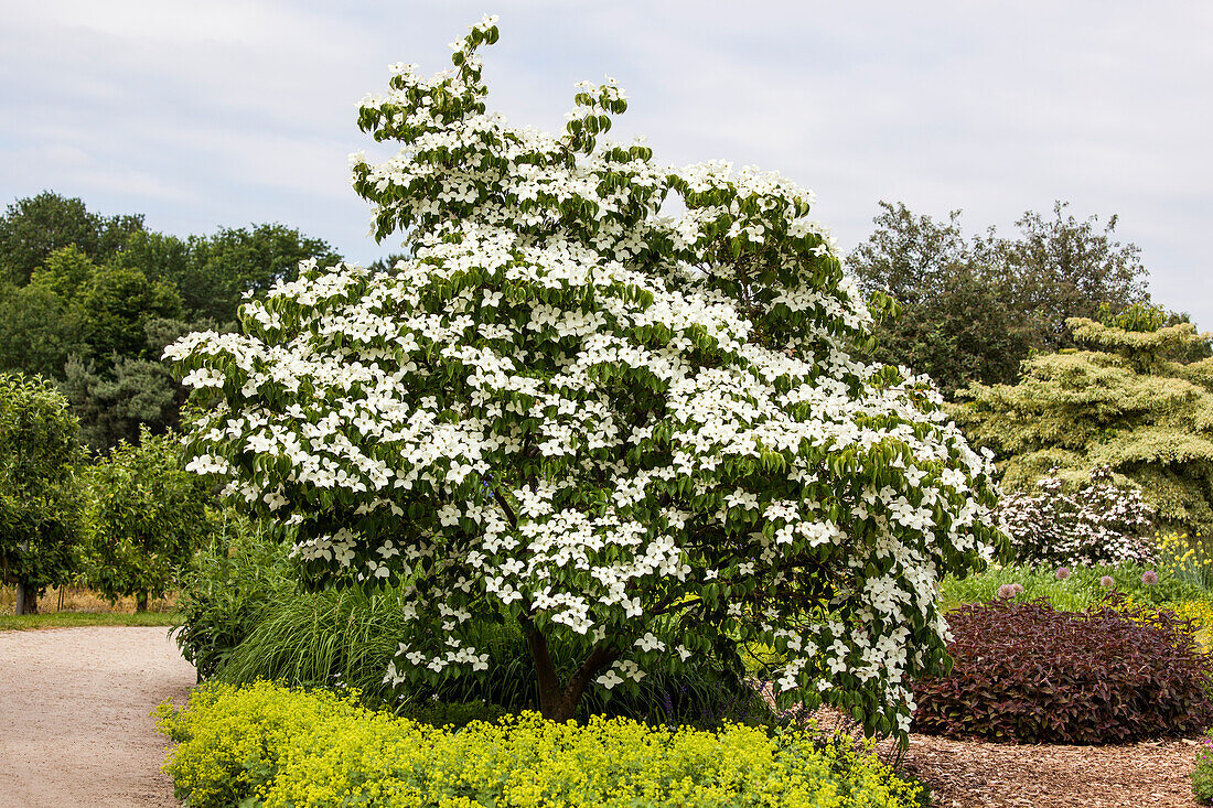 Cornus kousa chinensis China Girl