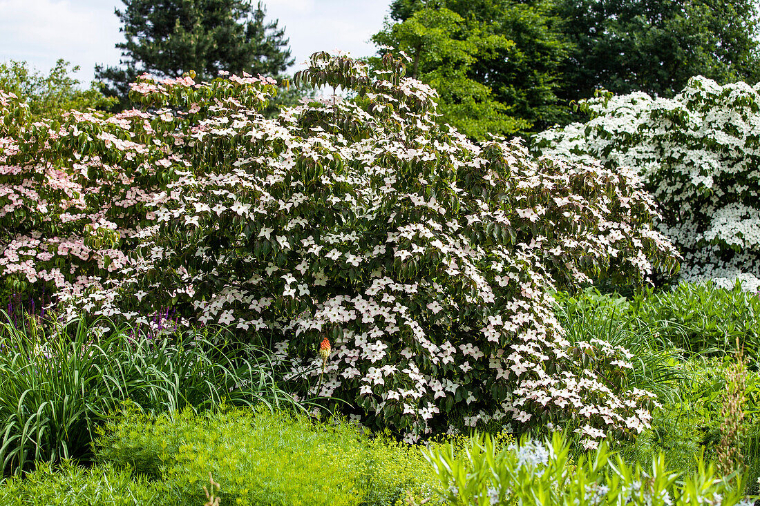 Cornus kousa 'Cappuccino'®