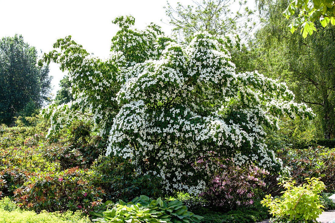 Cornus kousa chinensis 'China Girl'.