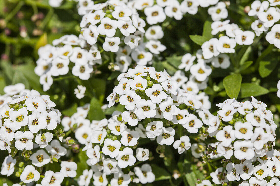 Lobularia maritima Clear Crystal White