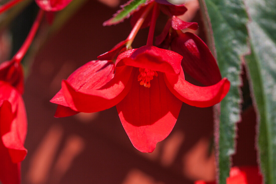 Begonia boliviensis 