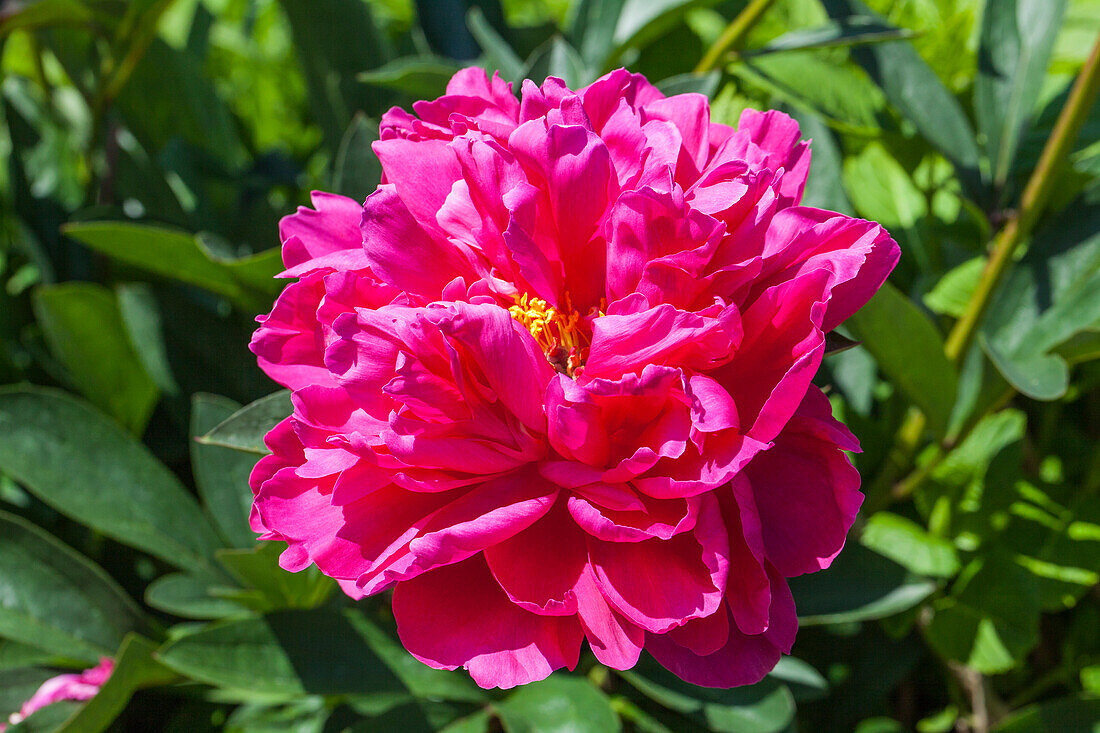 Paeonia x suffruticosa, pink