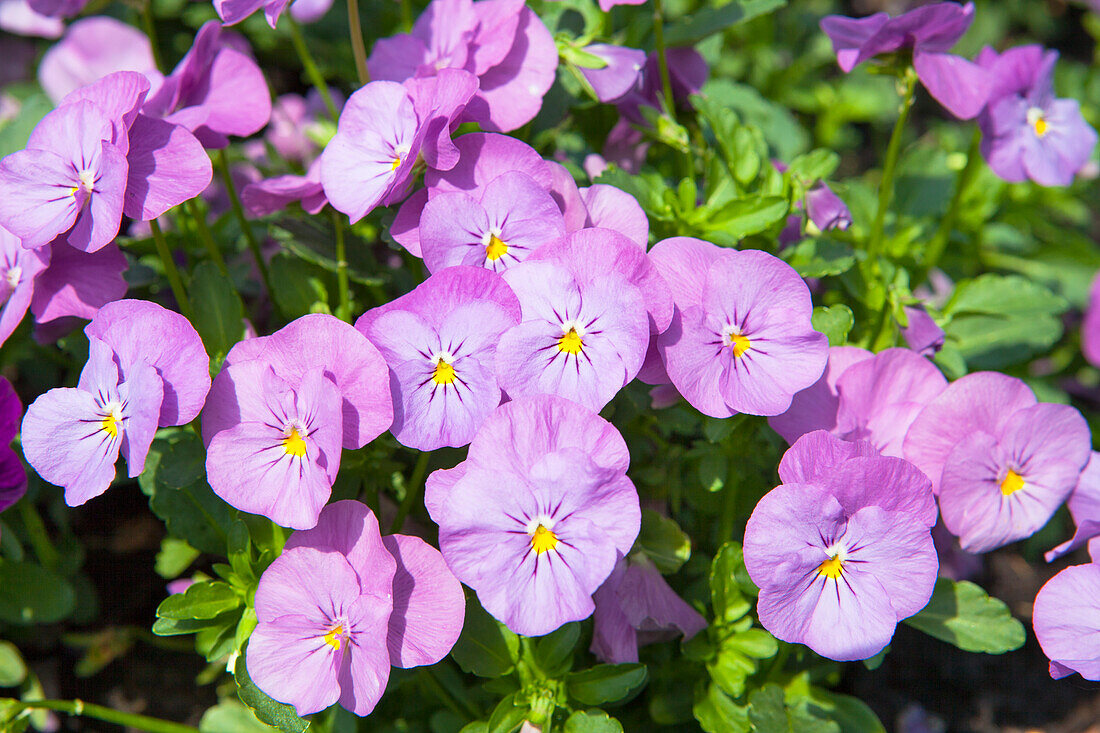 Viola cornuta Twix ® 'Pink Face