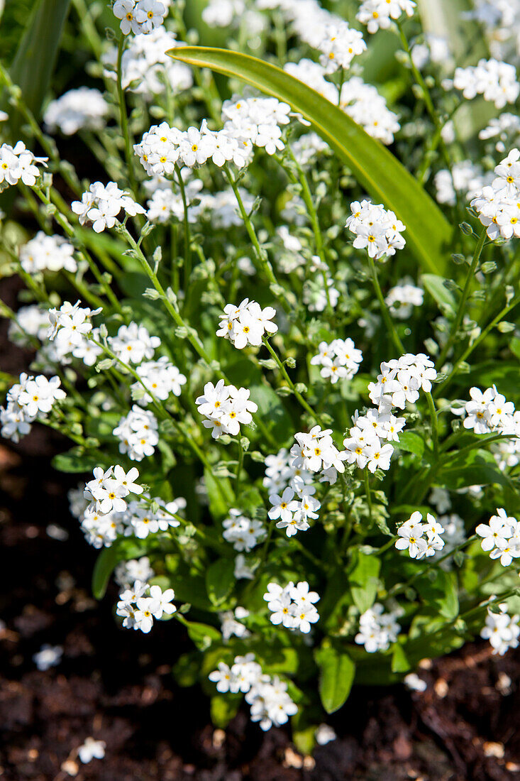 Myosotis sylvatica 'Snowsylva'