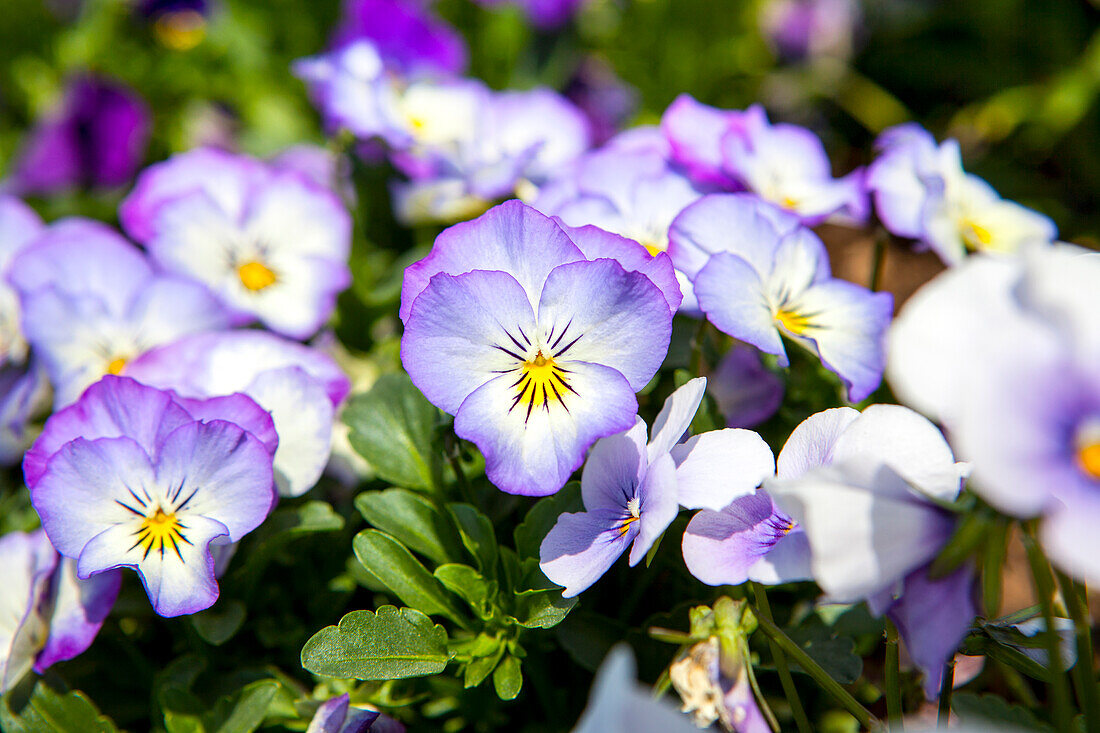 Viola cornuta