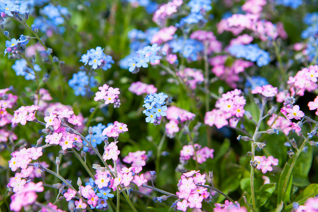 Myosotis sylvatica