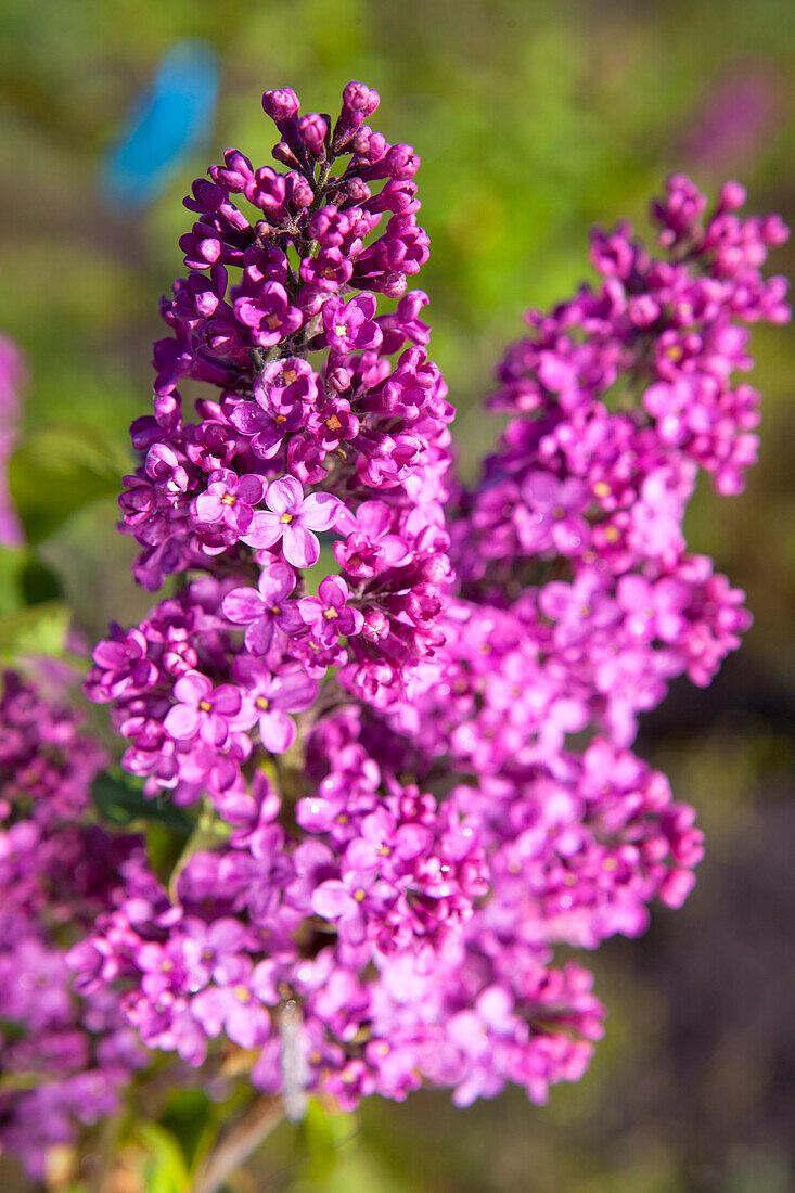 Syringa vulgaris, pink