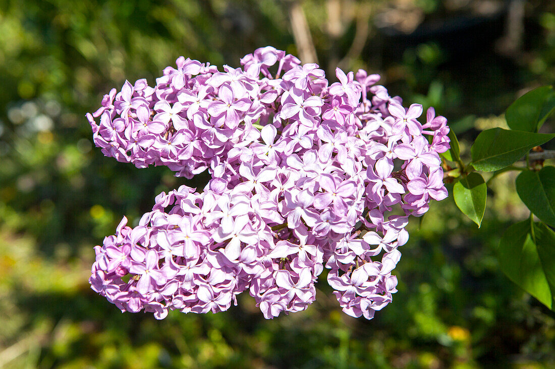 Syringa vulgaris, lila