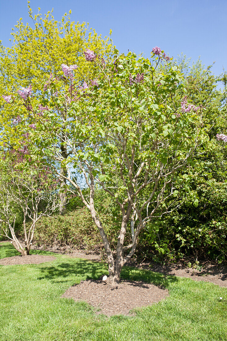 Syringa x hyacinthilflora Lamartine