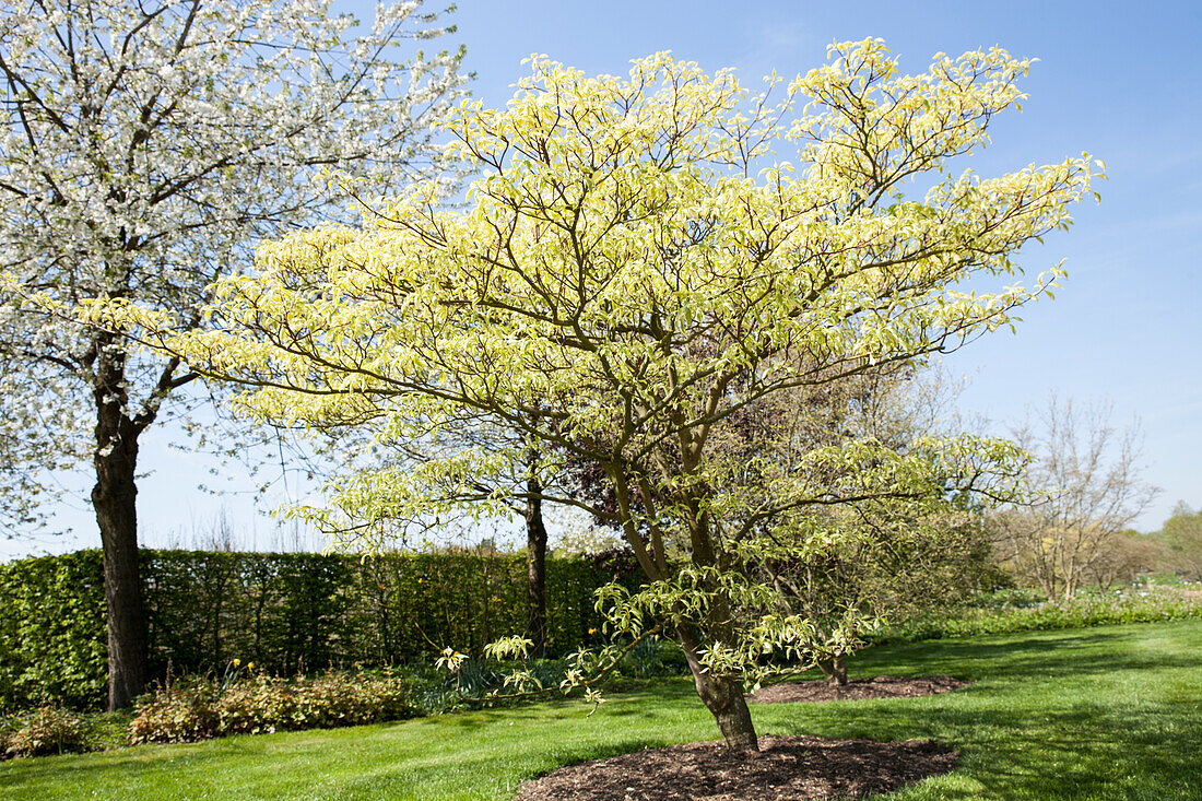 Cornus controversa Variegata