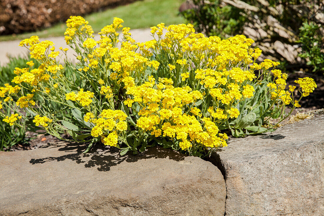 Alyssum saxatile 'Compactum'