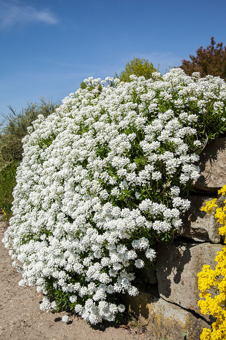 Iberis sempervirens