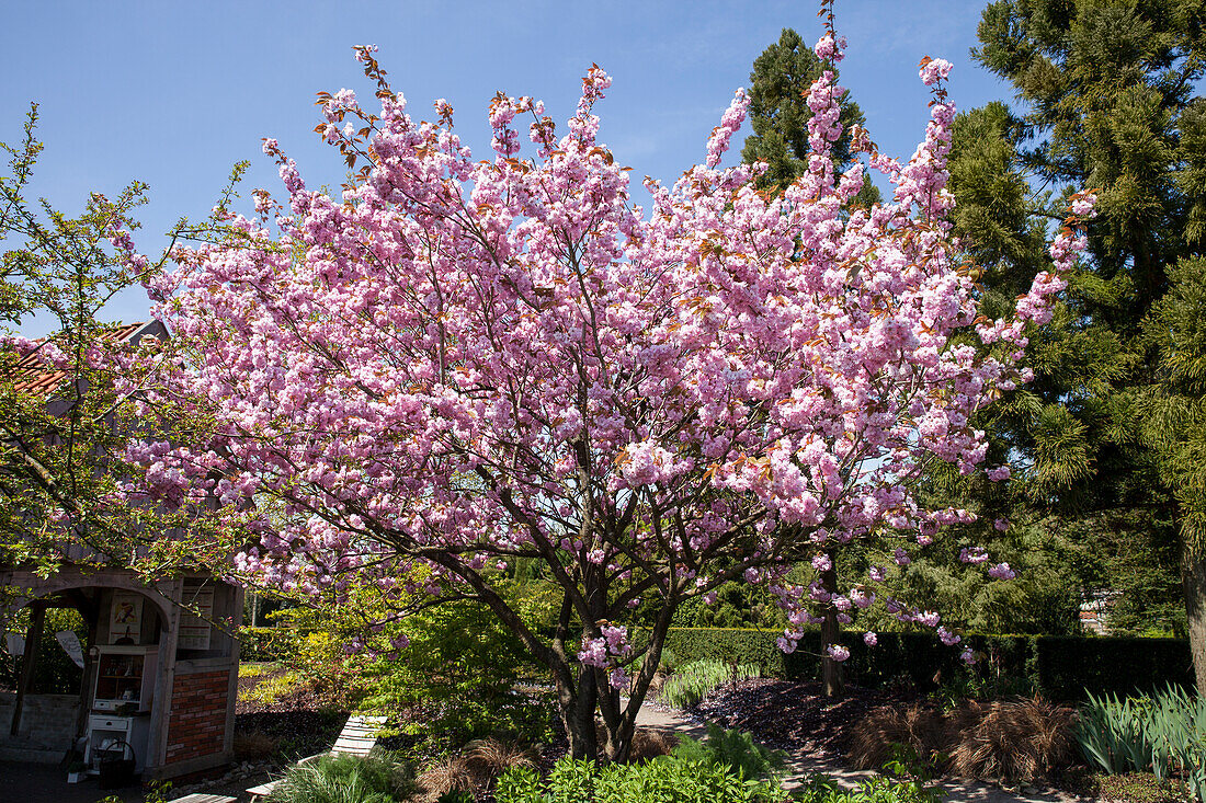 Prunus sargentii