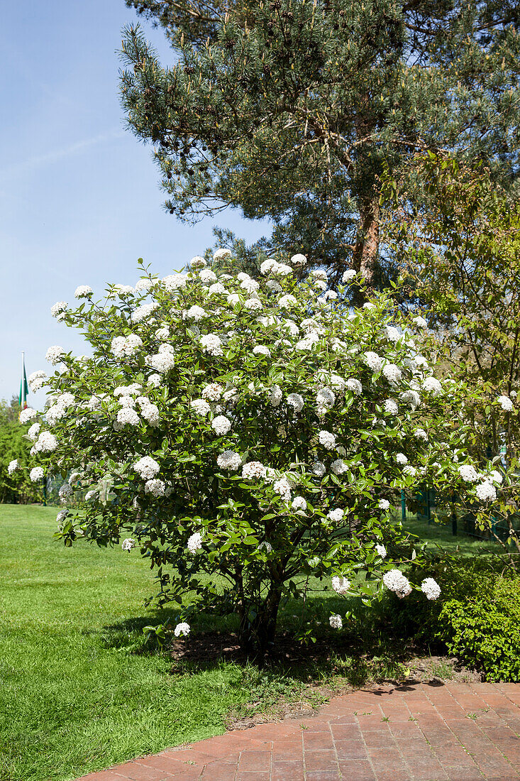 Viburnum x burkwoodii