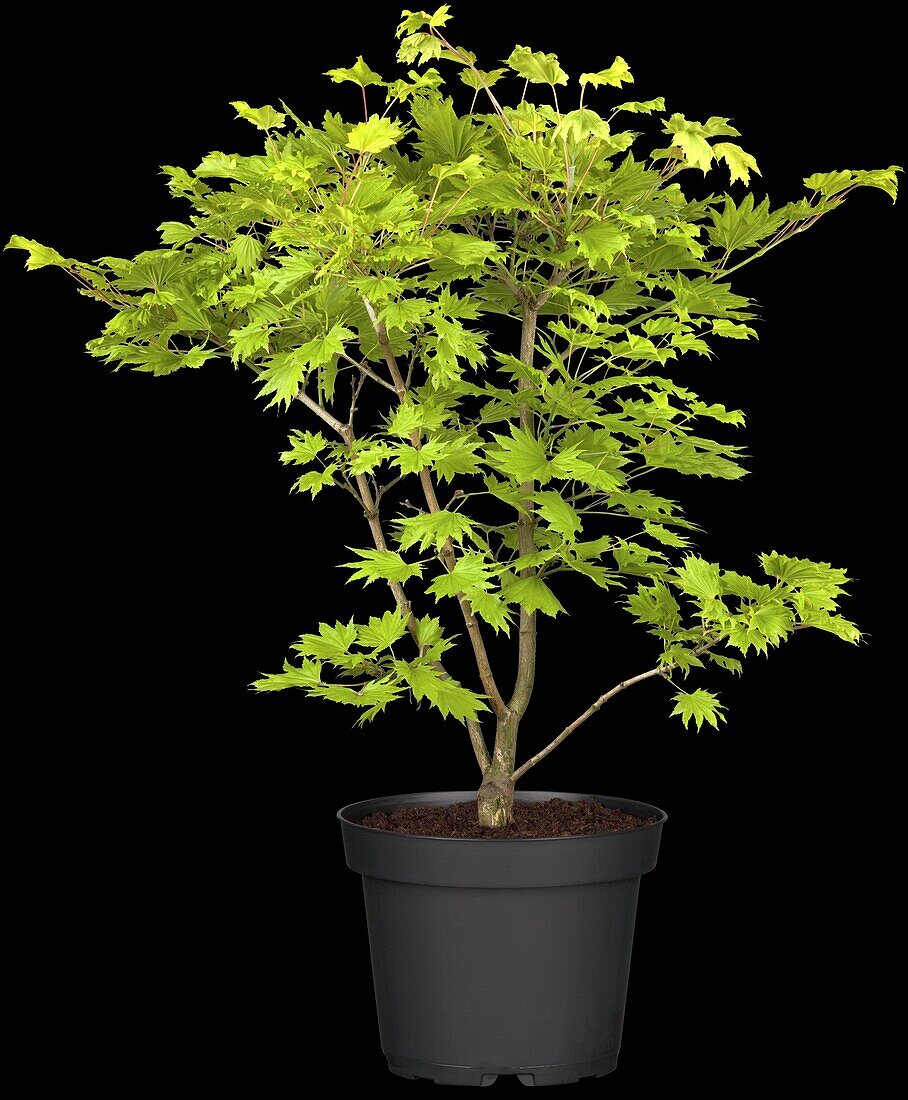 Acer palmatum 'Aureum' stem