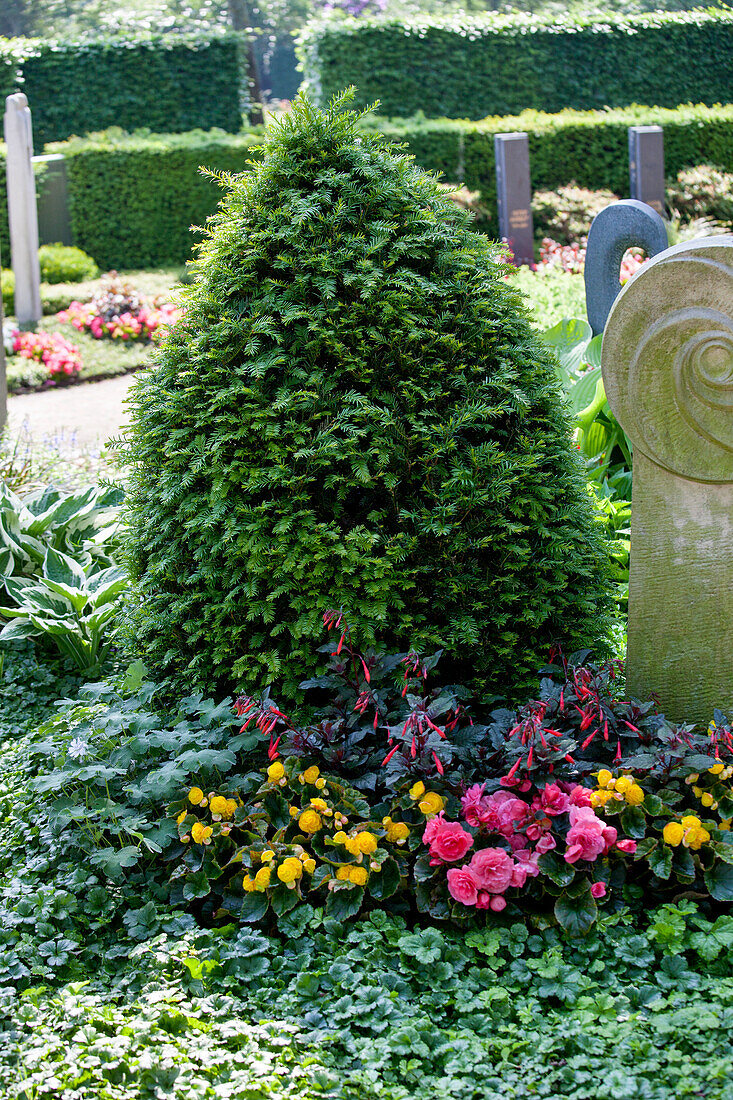 Taxus baccata, Fuchsia, Begonia x tuberhybrida, Geranium