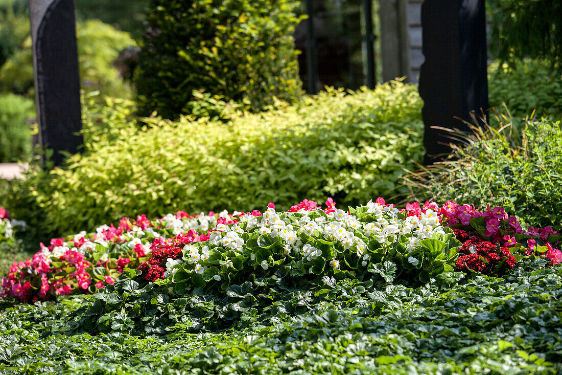 Begonia semperflorens