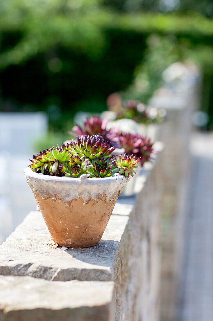 Sempervivum calcareum