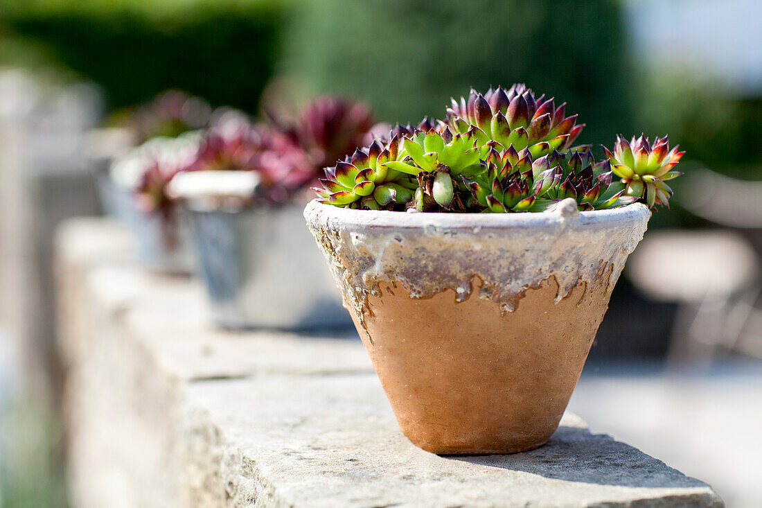 Sempervivum calcareum