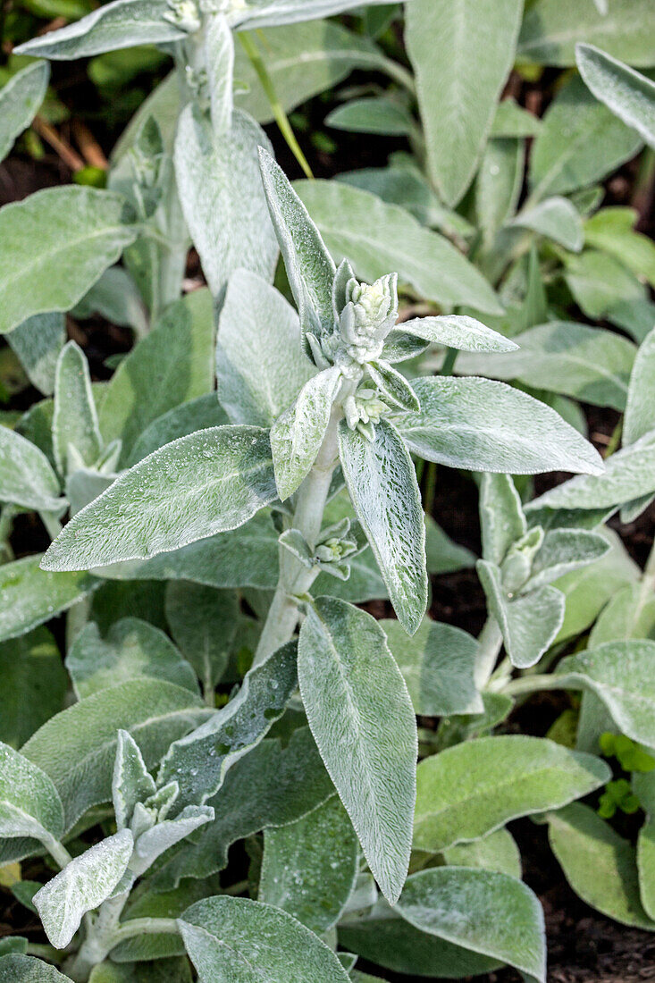 Salvia officinalis